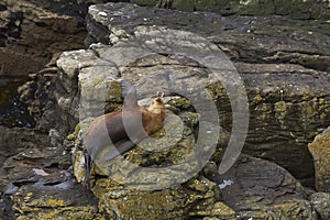 Southern Sea Lion Otaria flavescens - Falkland Islands