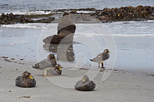 Southern Sea Lion on a sandy beach