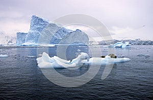 Southern sea lion sleeping on ice floe with glaciers and icebergs in Paradise Harbor, Antarctica