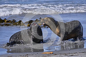 Southern Sea Lion and a Southern Elephant Seal pup in the Falkland Islands