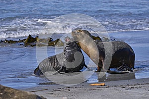 Southern Sea Lion and a Southern Elephant Seal pup in the Falkland Islands