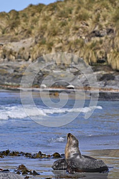 Southern Sea Lion and a Southern Elephant Seal pup in the Falkland Islands