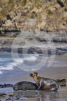 Southern Sea Lion and a Southern Elephant Seal pup in the Falkland Islands