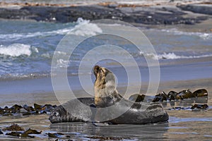 Southern Sea Lion and a Southern Elephant Seal pup in the Falkland Islands