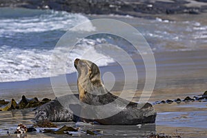 Southern Sea Lion and a Southern Elephant Seal pup in the Falkland Islands