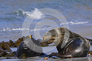 Southern Sea Lion and a Southern Elephant Seal pup in the Falkland Islands