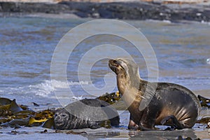 Southern Sea Lion and a Southern Elephant Seal pup in the Falkland Islands