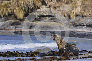 Southern Sea Lion and a Southern Elephant Seal pup in the Falkland Islands