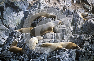 Southern sea lions on Rocks near Beagle Channel and Bridges Islands, Ushuaia, southern Argentina