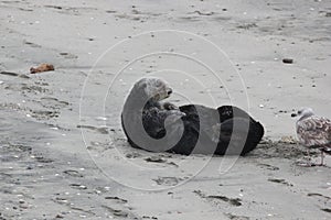 Southern Sea Otter 18