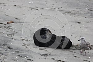 Southern Sea Otter 23