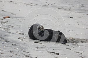 Southern Sea Otter 26