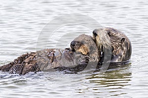 Southern Sea Otter cradling her pup - Monterey Peninsula, California