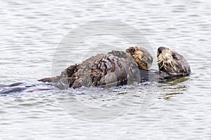 Southern Sea Otter cradling her pup - Monterey Peninsula, California