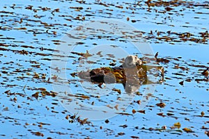 Southern sea otter Enhydra lutris nereis,