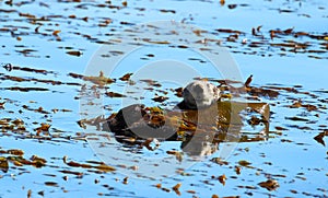 Southern sea otter Enhydra lutris nereis,