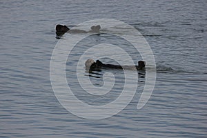 Southern sea otter (Enhydra lutris nereis)
