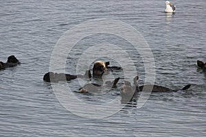 Southern sea otter (Enhydra lutris nereis)