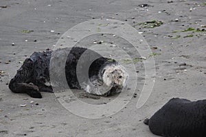 Southern sea otter (Enhydra lutris nereis)