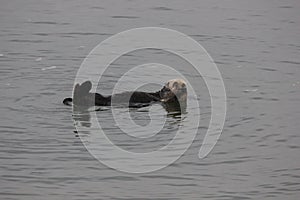 Southern sea otter (Enhydra lutris nereis)