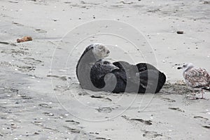 Southern sea otter (Enhydra lutris nereis)