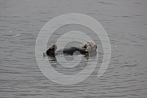 Southern sea otter (Enhydra lutris nereis)