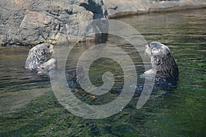 Southern Sea Otter Interaction