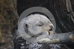 Southern sea otters Enhydra lutris nereis 1