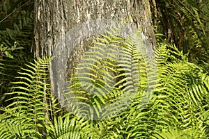 Southern shield ferns at base of cypress tree, Florida Everglade