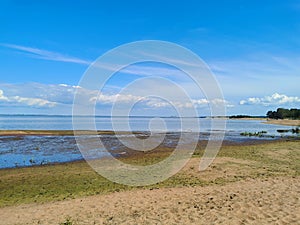 southern shore of the Gulf of Finland sand pine blue sky