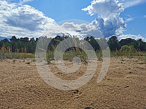 southern shore of the Gulf of Finland sand pine blue sky