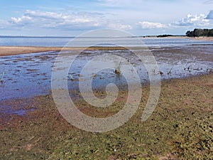 southern shore of the Gulf of Finland sand pine blue sky