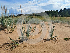 southern shore of the Gulf of Finland sand pine blue sky