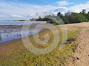 southern shore of the Gulf of Finland sand pine blue sky