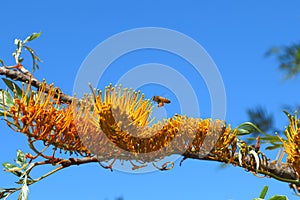 Southern Silky Oak flowering branch with bee flying by blue sky
