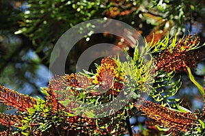 Southern Silky Oak Tree - Australian Silver Oak - Flowering Proteaceae