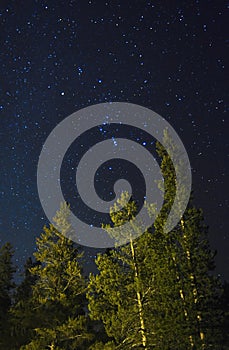 Southern Starfield above lodgepole pines