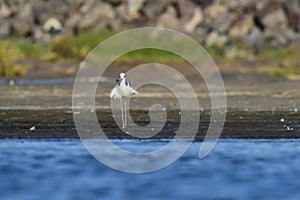 Southern Stilt, Himantopus melanurus in flight,