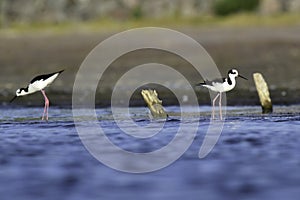 Southern Stilt, Himantopus melanurus in flight,Patagonia, Argentina