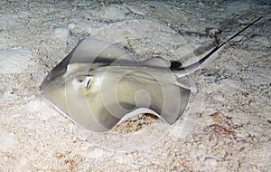 Southern Stingray