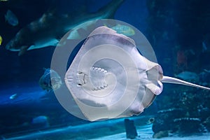 Southern stingray- DASYATIS AMERICANA in tropical coastal water of Pacific ocean