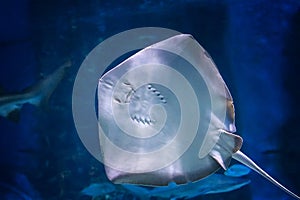 Southern stingray- DASYATIS AMERICANA in tropical coastal water of Pacific ocean