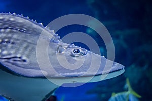 Southern stingray- DASYATIS AMERICANA in tropical coastal water of Pacific ocean