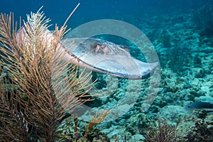 Southern Stingray