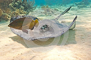 Southern stingray and fish