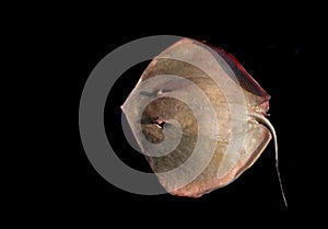 Southern stingray fish dasyatis americana high resolution image isolated on black
