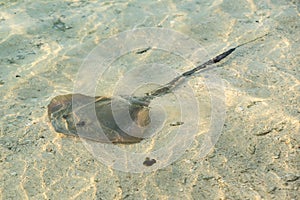 Southern stingray glides stealthily along the sandy sea bottom photo