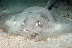 Southern Stingray Hiding in Sand