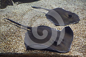 Southern stingray Hypanus americanus