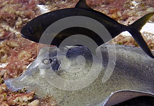 A Southern Stingray (Hypanus americanus) searching for food